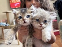 MAVİŞ BEBEK KEDİLER
