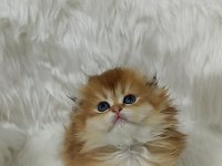 Safkan scottish fold longhair dişi yavru