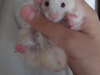 Saf teddy yavru hamster (açıklama)