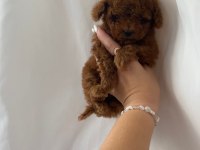 TEACUP RED BROWN DİŞİ TOY POODLE