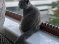 3 aylık british shorthair