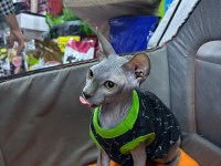 TESLİME HAZIR SFENKS KEDİSİ