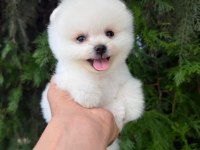 Orjinal Pomeranian Boo Yavrumuz