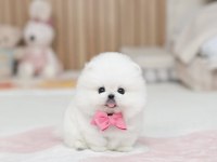 Özel Seçilmiş Pomeranian Yavrusu