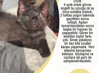 Kedimiz Cıvık Yuva Arıyor