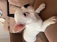 French bulldog yavrusu