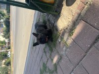 Sahibinden 1.5 yaşında french bulldog