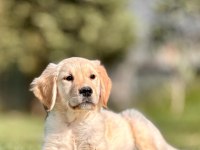 Baby Face Golden Retriever Bebeklerimiz