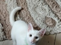 8 aylık erkek van kendisi
