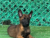 Sağlam Kanattı Sağlıklı Malinois Yavrular