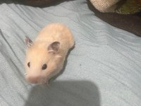 Acil hamster ilan çok ucuza vereceğim
