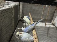 Bebek Muhabbet Kuşu