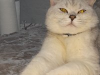 Scottish fold kedisi