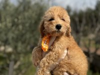 Güzeller güzel toy poodle kızımız