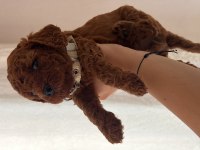 Ev doğumu (kızımın poodle bebekleri)