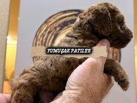 SEVİMLİ IRK TOY POODLE