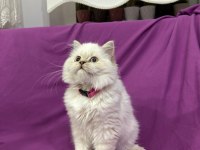 British Longhair Mavi Boncuğum