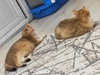 British Shorthair Golden Dişiler