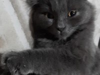 4 aylık scottish fold yavrumuz