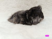 Guineapig Bebekler