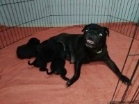 Pug damızlık dişi erkek