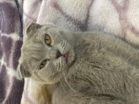 Evimizin scottish fold neşesi bella güzel bir yuva arıyor