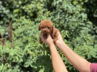 Kore Poodle Bebekler