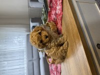 Kore Poodle Yavru
