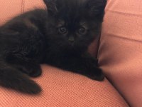 3 british shorthair 1 scottish fold