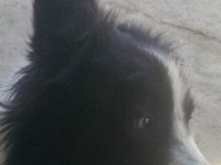 Papi dost köpekler