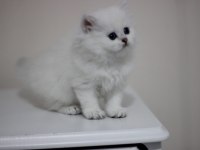 British longhair safkan
