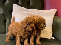 Pets World Kentpark garantisi ile Toy Poodle yavrularımız