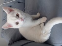 Tayinimden dolayı sahiplendirmek istiyorum kedimi