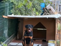 Son 1 dişir orjinal macar a scrli 4 aylık rottweiler