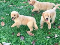 Golden Retriever Yavrular İçin Ulaşabilirsiniz