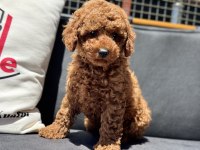 Ankaranın en seçkin minyatür poodle yavruları
