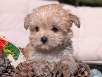 TeaCup Morkie Yavrular