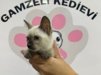 Siyam Kedisi Yavrularımız Evinizin Neşesi Olacaktır