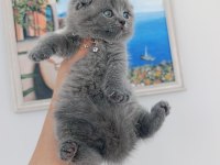Scottish Fold Daha Güzelleri Doğmadı