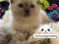 Scottish Fold Blue Point Yavru