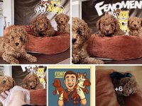 Show Kalite Yeni Toy Poodle Yavrular Ankara Mağazamızda