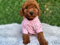 Poodle bebekleri