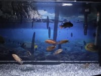 Mücevher cichlid