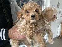 Yasal ruhsatlı çiftlikten garantili maltipoo yavrular