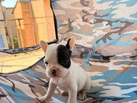 Standart french bulldog bal bebekler