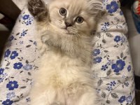 Muhteşem Güzellik British Shorthair Blue point bebekler