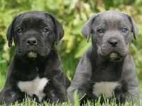 Izin belgeli üretim çiftliğinden cane corso kapıda öde