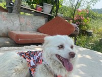 Köpeğimizi sahiplendirmek istiyoruz