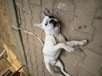 Yavru french bulldog