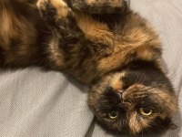 3 Yaşında Scottish Fold Kızımız Ücretsiz